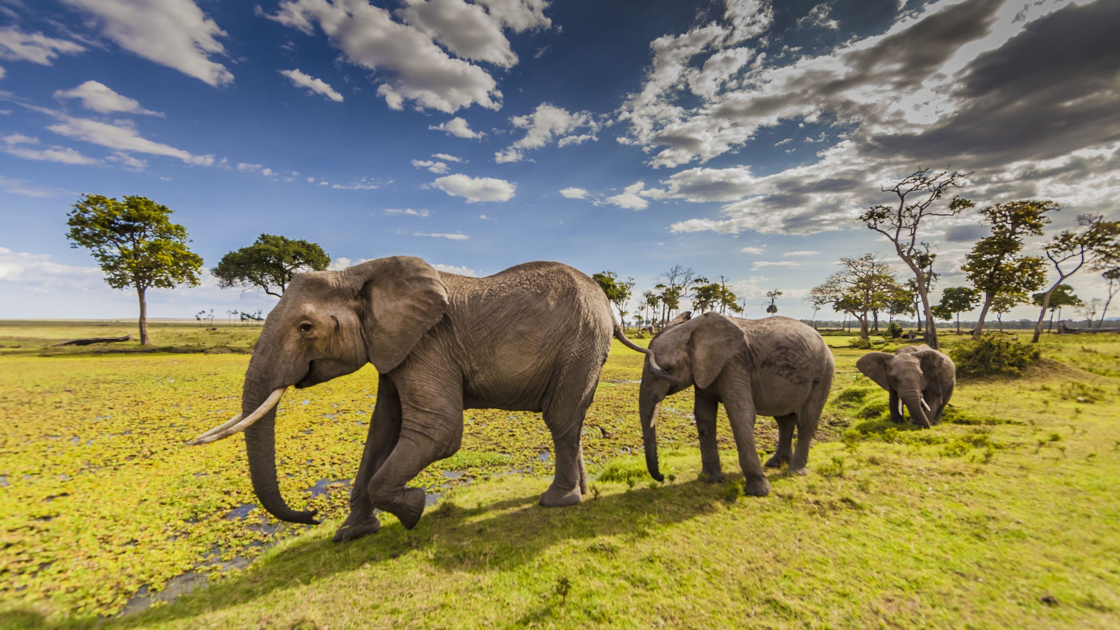 Three elephants walking across green grassland beneath a cloudy sky